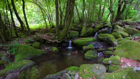 Forest Ambience, Water Sounds, Birds Singing, ASMR