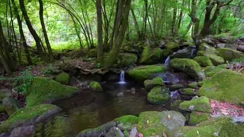 Forest Ambience, Water Sounds, Birds Singing, ASMR