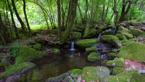 Forest Ambience, Water Sounds, Birds Singing, ASMR