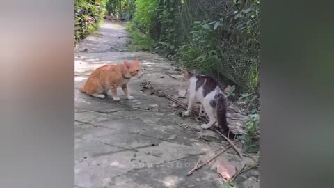 The Most dramatic cats moments ever! 😂