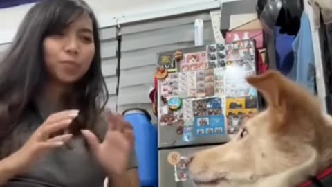 💚This Dog Has More Patience Than Me 😂 #funnydog #cutedog #trending #viralvideo #shorts #dog