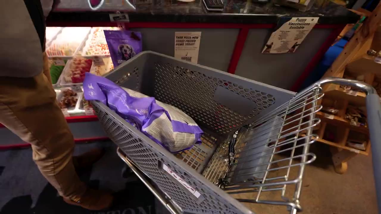 MEET OUR NEW ADOPTED DOG! *INSTANT REGRET*