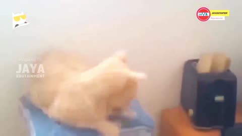HOLD ON THE LAUGH! 8 Minutes of Hilarious Cat Videos That Will Change Your Mood ~ Tiktok Cats