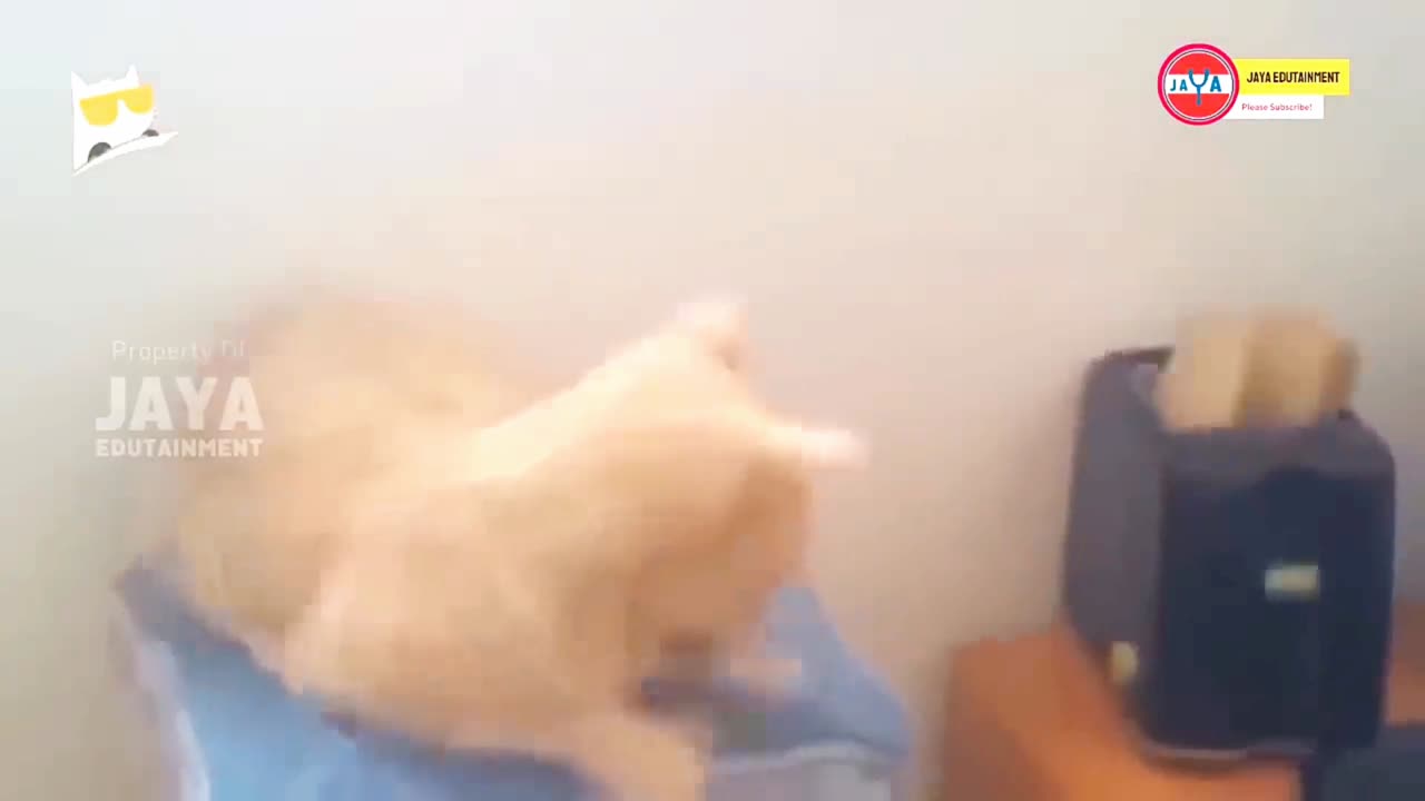 HOLD ON THE LAUGH! 8 Minutes of Hilarious Cat Videos That Will Change Your Mood ~ Tiktok Cats