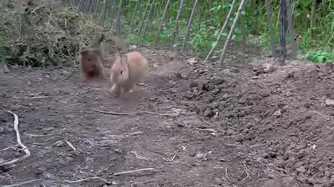 When Rabbit Meets Dog, Cute Rabbit, Little Cute Pastoral Pet