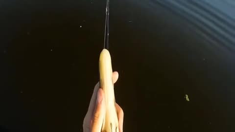 Trying lure