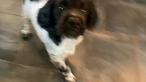 YAY! New Puppy