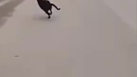 Dog rescue hero