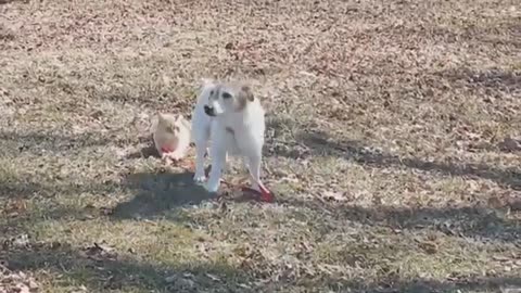 Best of Cute Funny Animals, Please Follow me