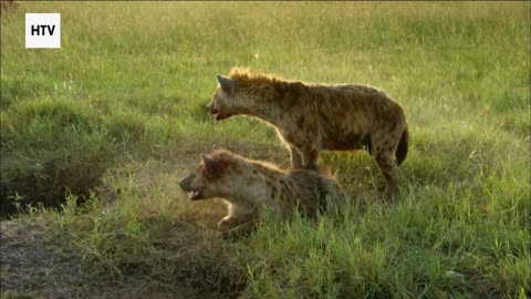 Survival Instincts at Full Power