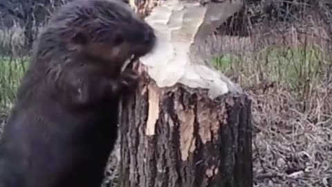 Beavers pause while chewing trees to listen for movements so that the tree