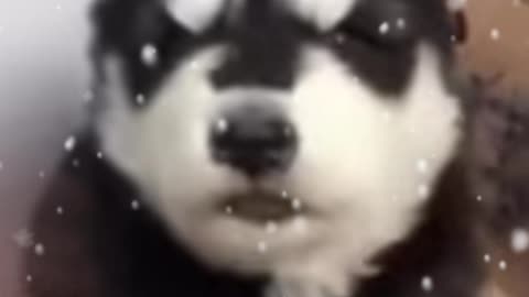 Cutest Baby Husky Howling! 🐶💙🥺 #Adorable #HuskyPuppy #CuteHowl