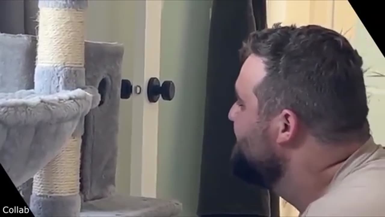 Best Cat Videos of the Decade