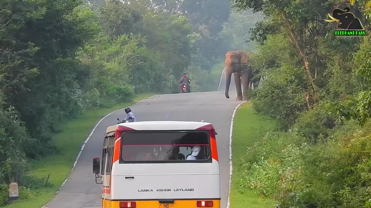 WILD LIFE