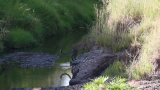 African Leopard Crossing A River In Maasai Mara