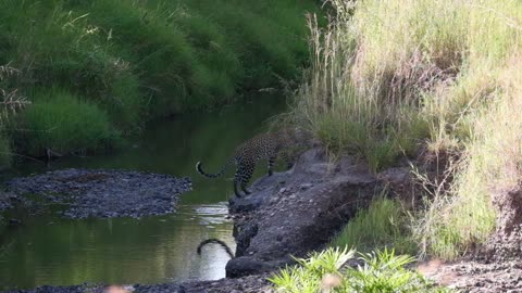 African Leopard Crossing A River In Maasai Mara