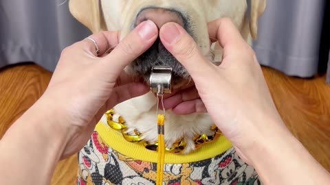 这狗子的肺活量可以啊！This dog's lung capacity is ok!