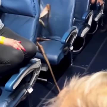 What Did We Find Hiding on This Flight?