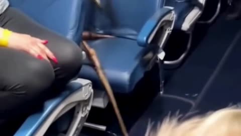 What Did We Find Hiding on This Flight?