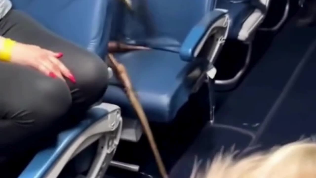 What Did We Find Hiding on This Flight?