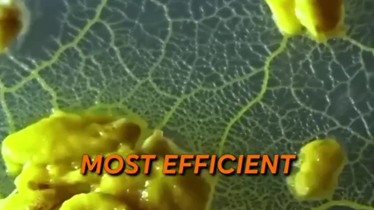 Cellular Intelligence