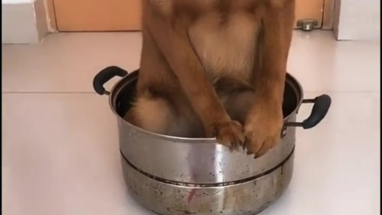 Why Your Dog Misbehaves — And How to Fix It With One Powerful Training Method