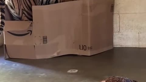 Cats and their fascination with boxes
