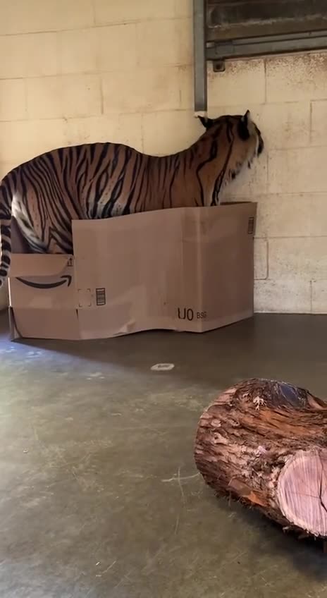 Cats and their fascination with boxes