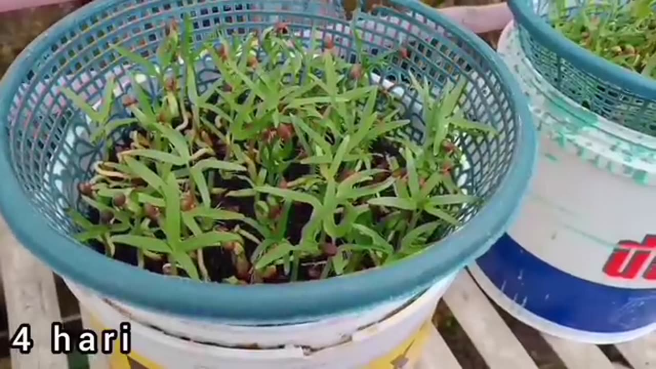 How to analyze the hidroponik kangkung in ember