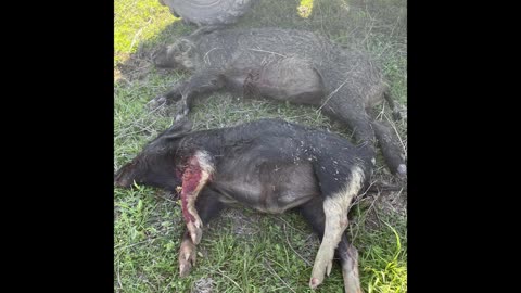 Two more pigs