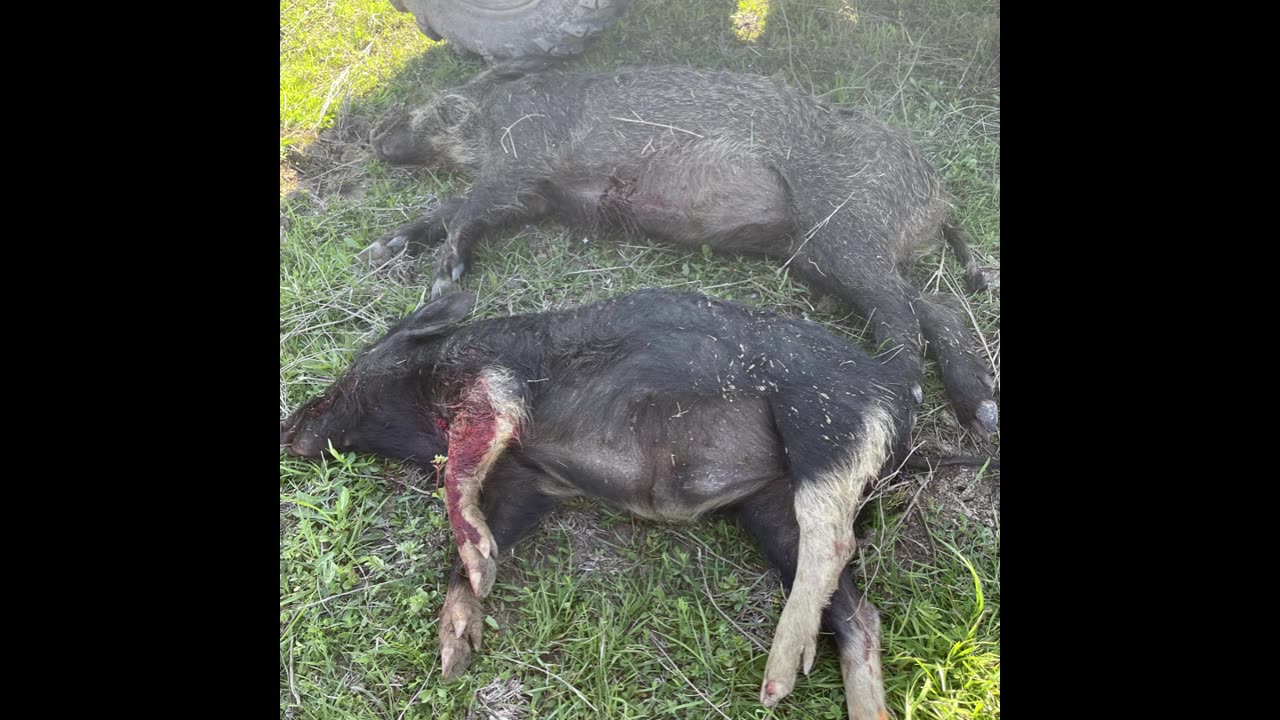 Two more pigs