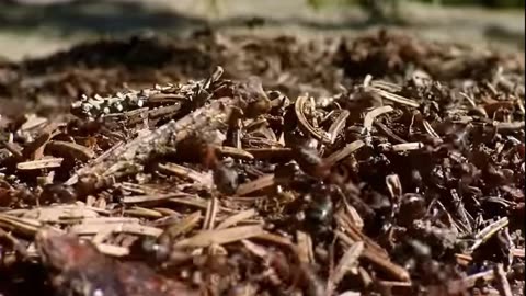 Ants #shorts #youtubeshorts #short #video #bible #ants #life #facts #science #god #insects #yt #sub