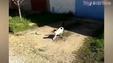 Funny Animal Fights Compilation - Animals Vs Animals - Funny Animal Videos