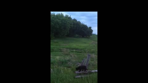 Timinou, chat de webicino qui a déménagé de force de Hochelaga-Maisonneuve à la campagne