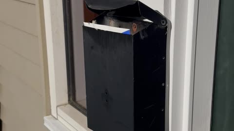 Mailbox Lizard