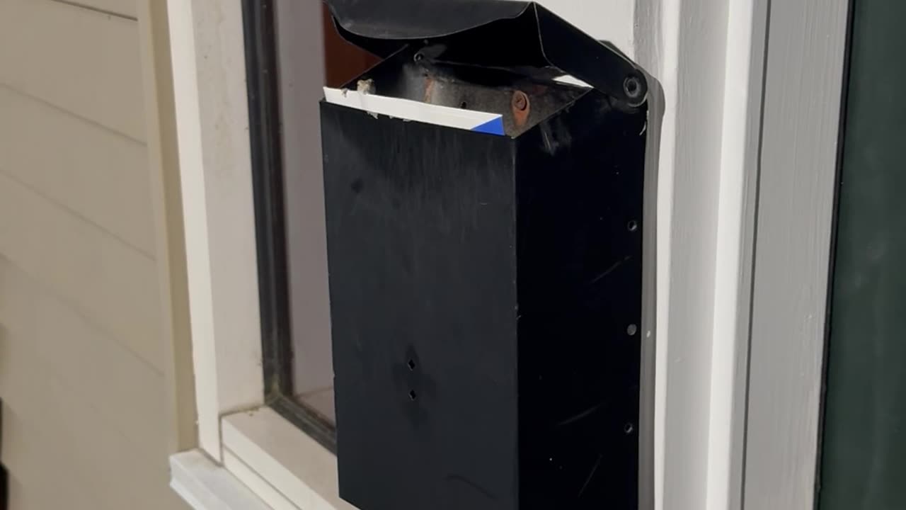 Mailbox Lizard