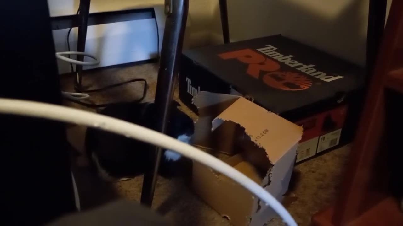 WHEN PUBERT THE PIG IS IN THE ZONE