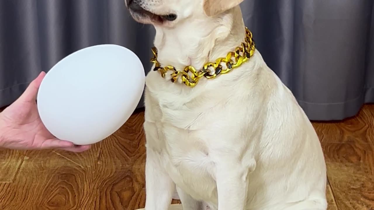 狗子：陪你演会得了，你还来真的？Dog: I played along with you for a bit, but you're taking this seriously?