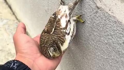 does this sound like you when you're doing night school?🦉😅