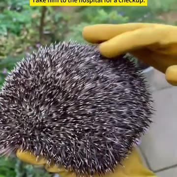 Rescue a hedgehog