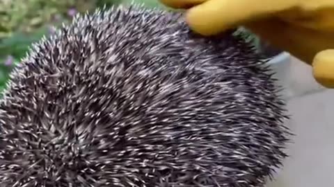 Rescue a hedgehog