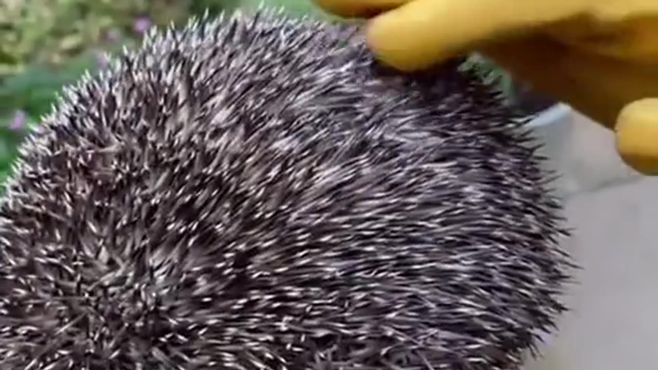 Rescue a hedgehog