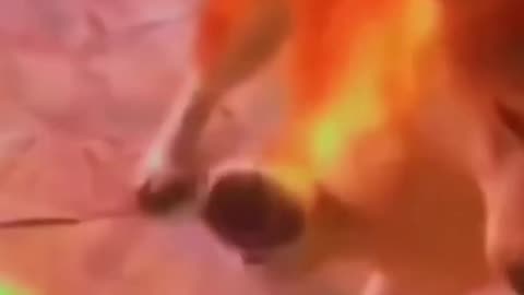 unny Animals 2024 😂 - Funniest Cats and Dogs video 🐱 🐶