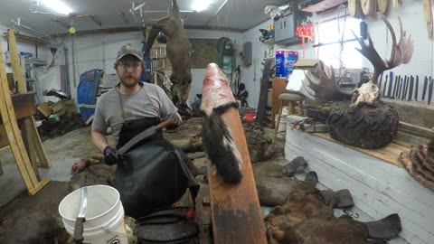 Fur Shed - Fleshing and Boarding Skunks