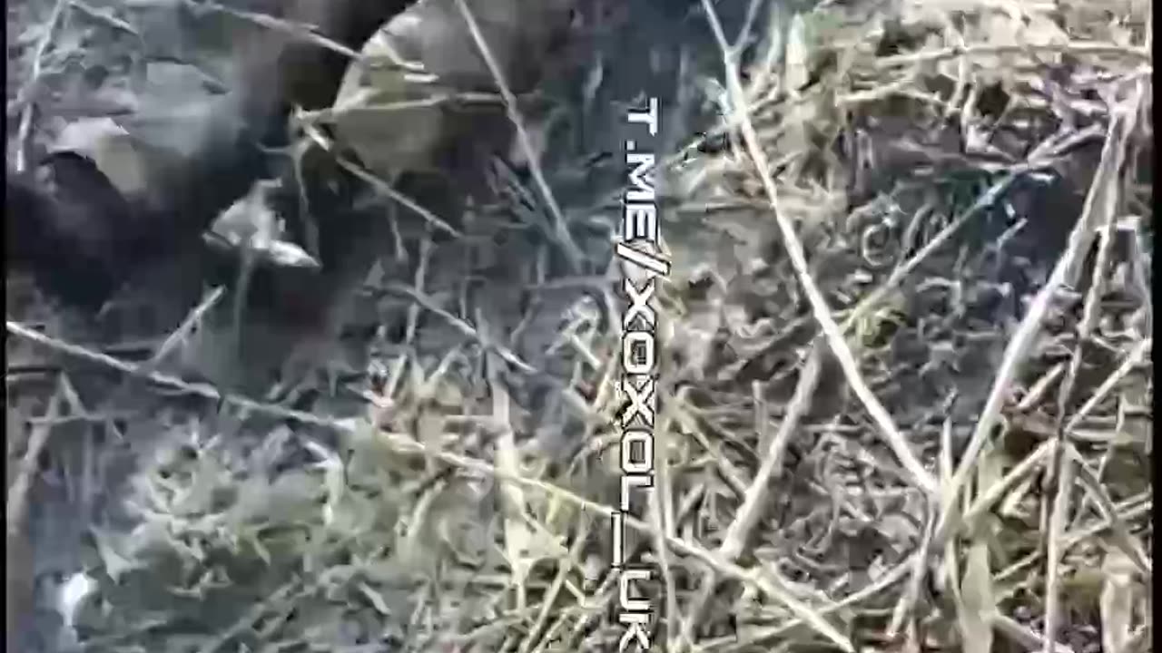 They could have surrendered