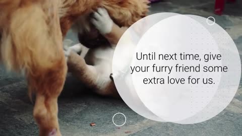 How to Get Your Dog to Love You the Most | Proven Training & Bonding Tips
