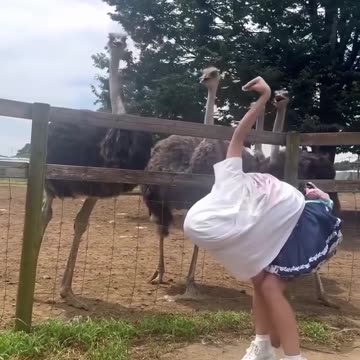 Ostrich! What is this thing😟! ...👍