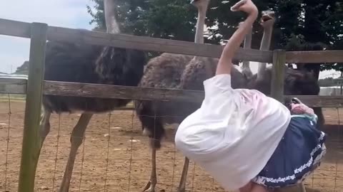 Ostrich! What is this thing😟! ...👍