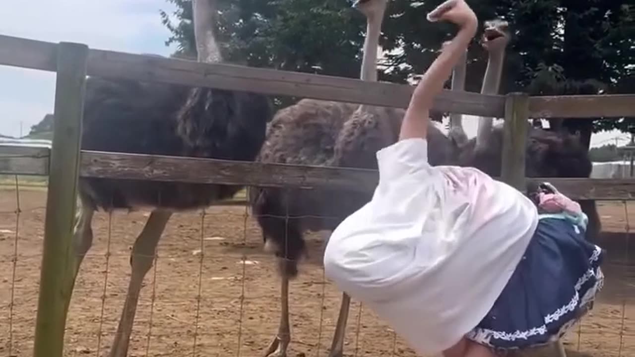 Ostrich! What is this thing😟! ...👍