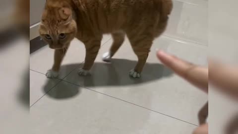 Cute and Very Funny Cat – Try Not to Laugh!
